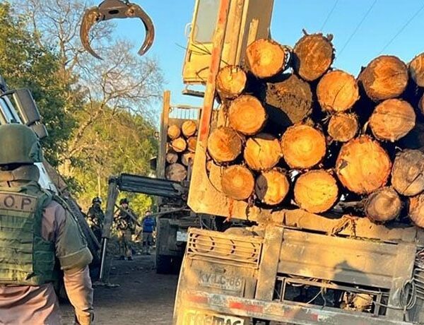 80% de los detenidos por robo de madera a nivel nacional se concentran en el Bío Bío y La Araucanía